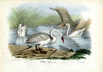 Höckerschwan, 1863-79